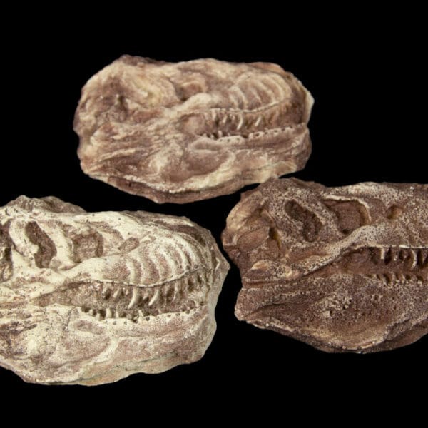 T-Rex Resin Replica Head