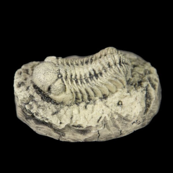 Trilobite Resin Replica
