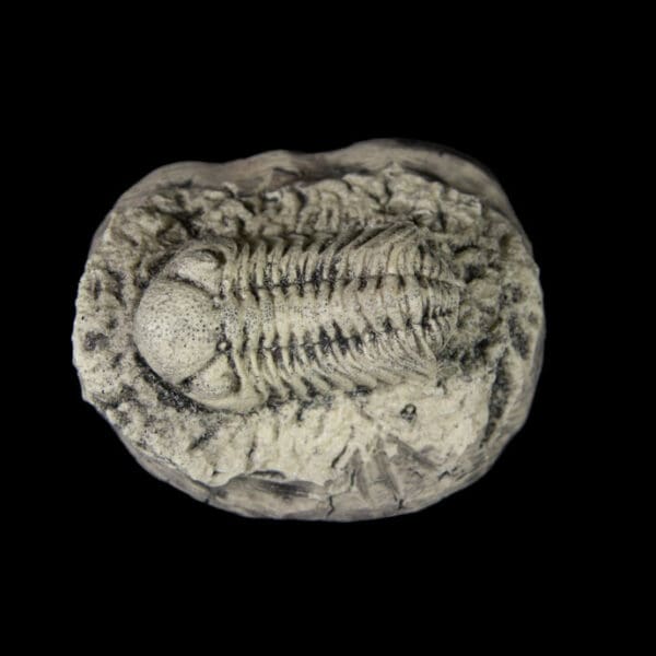 Trilobite Resin Replica