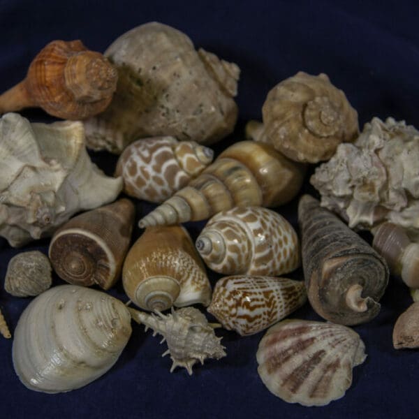 Assorted Sea Shell 1/2 pound lots, Limited Stock