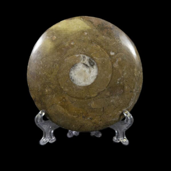 Brown Ammonite Disk