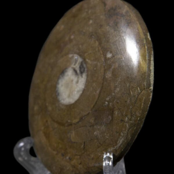 Brown Ammonite Disk