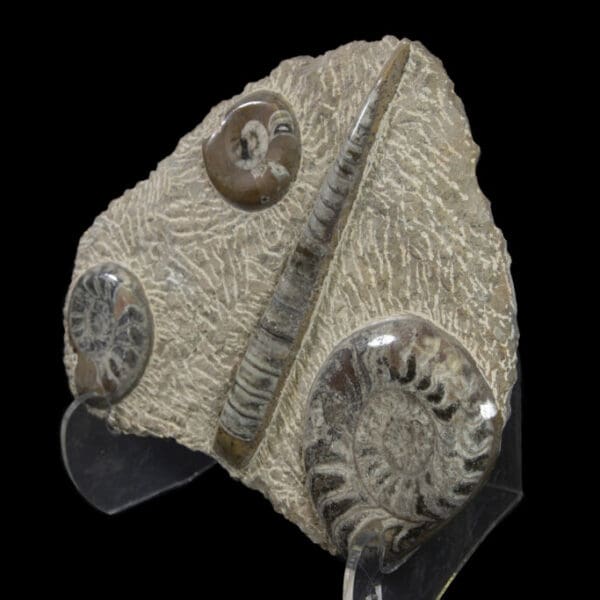 Brown Ammonite and Orthoceras Plaque