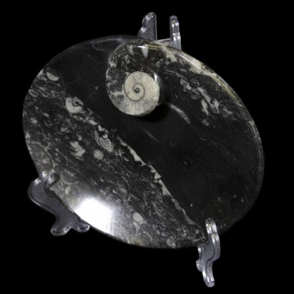 Black Ammonite and Orthoceras Oval Tray