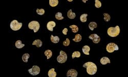 Mini Cabochon Ammonite Fossils 10pk