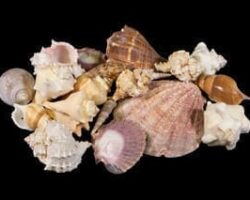 Large assorted Sea Shells 2lbs