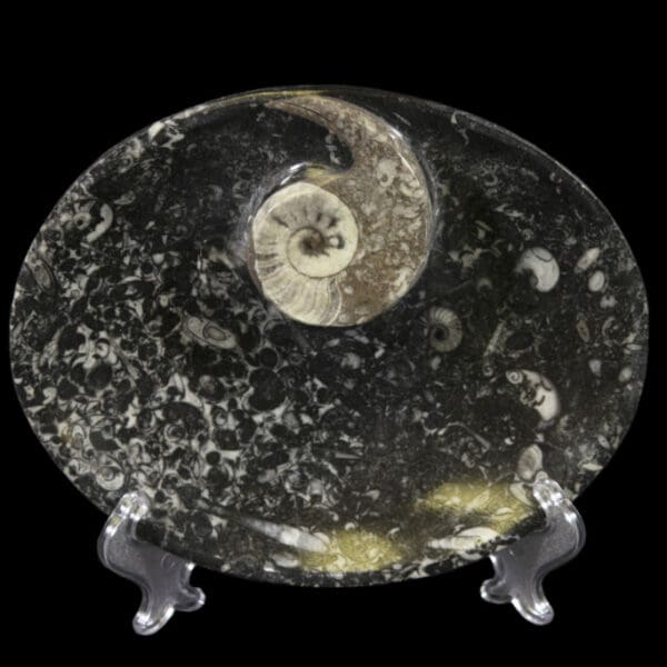 Black Ammonite and Orthoceras 7" Tray