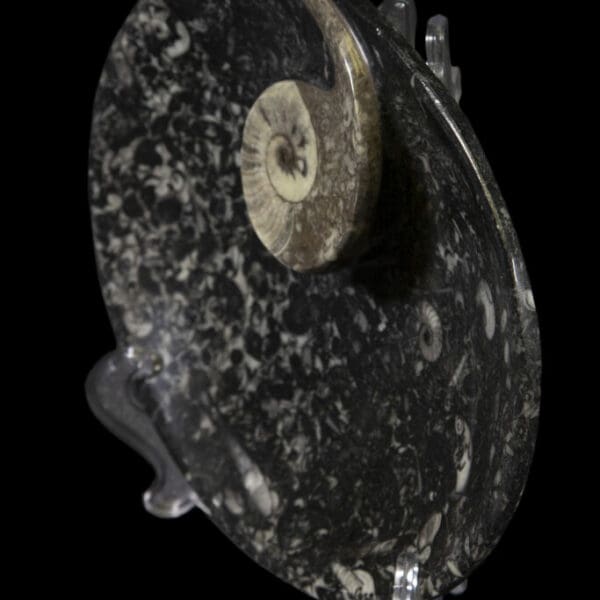 Black Ammonite and Orthoceras 7" Tray
