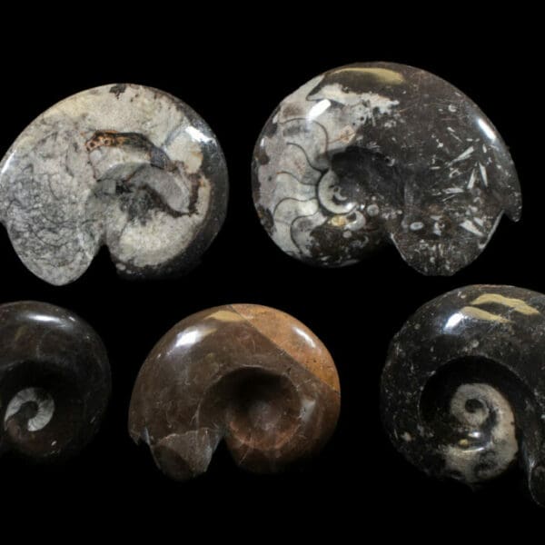 Ammonite Fossil Sculpture (Individual Piece)