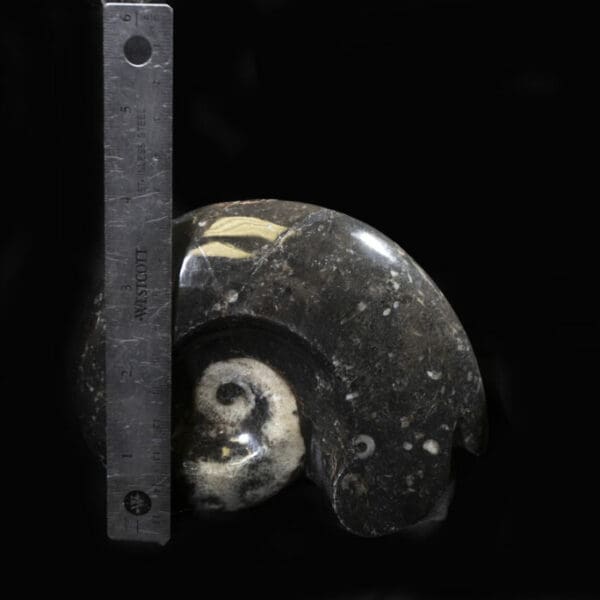 Ammonite Fossil Sculpture (Individual Piece)