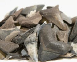 Three Pack of Megalodon Tooth Fragments