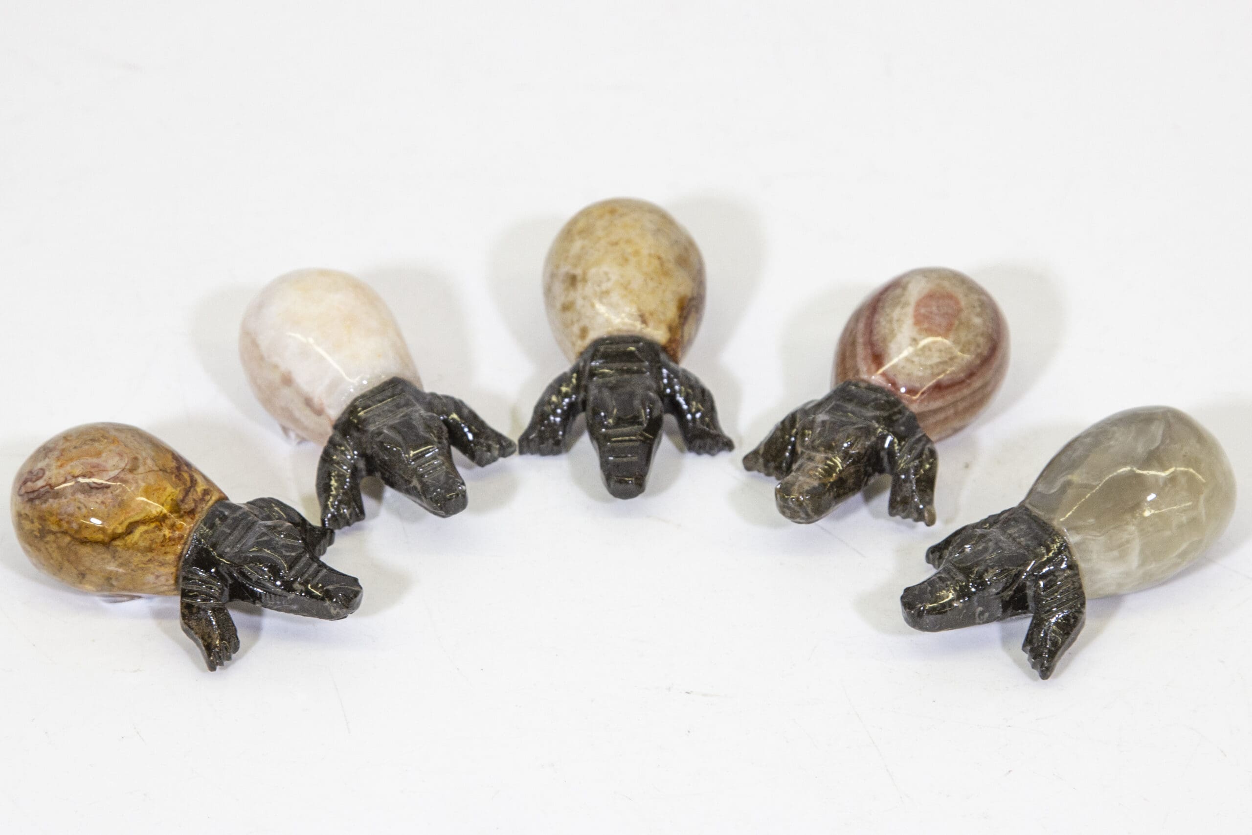 Marble Crocodile Hatchling