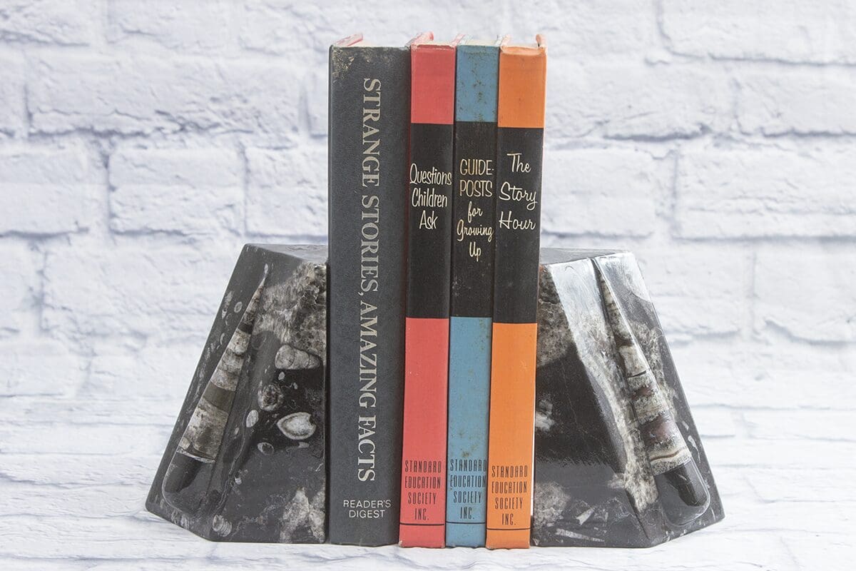 Xlg Orthoceras Bookends